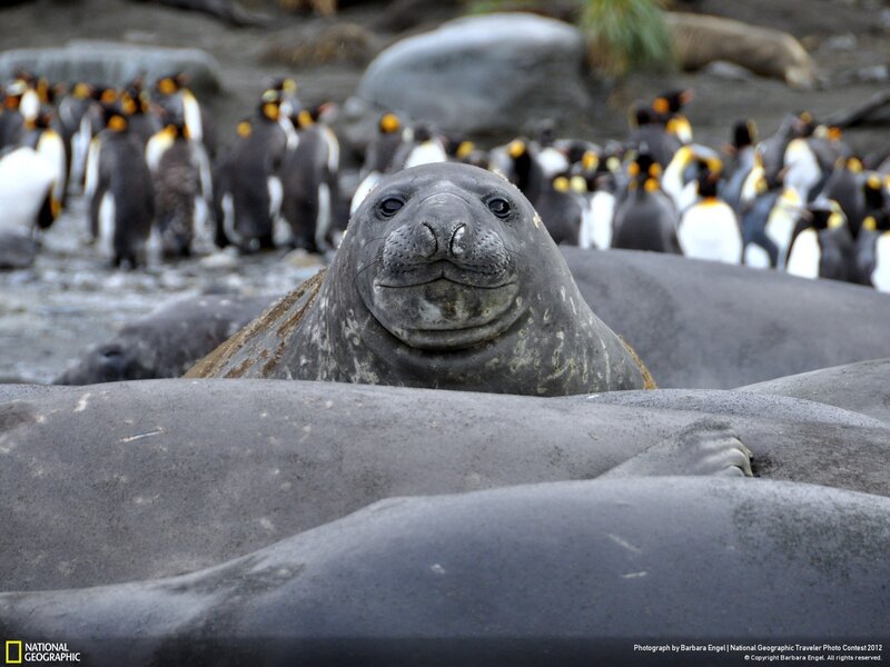 Elephant seal with penguins