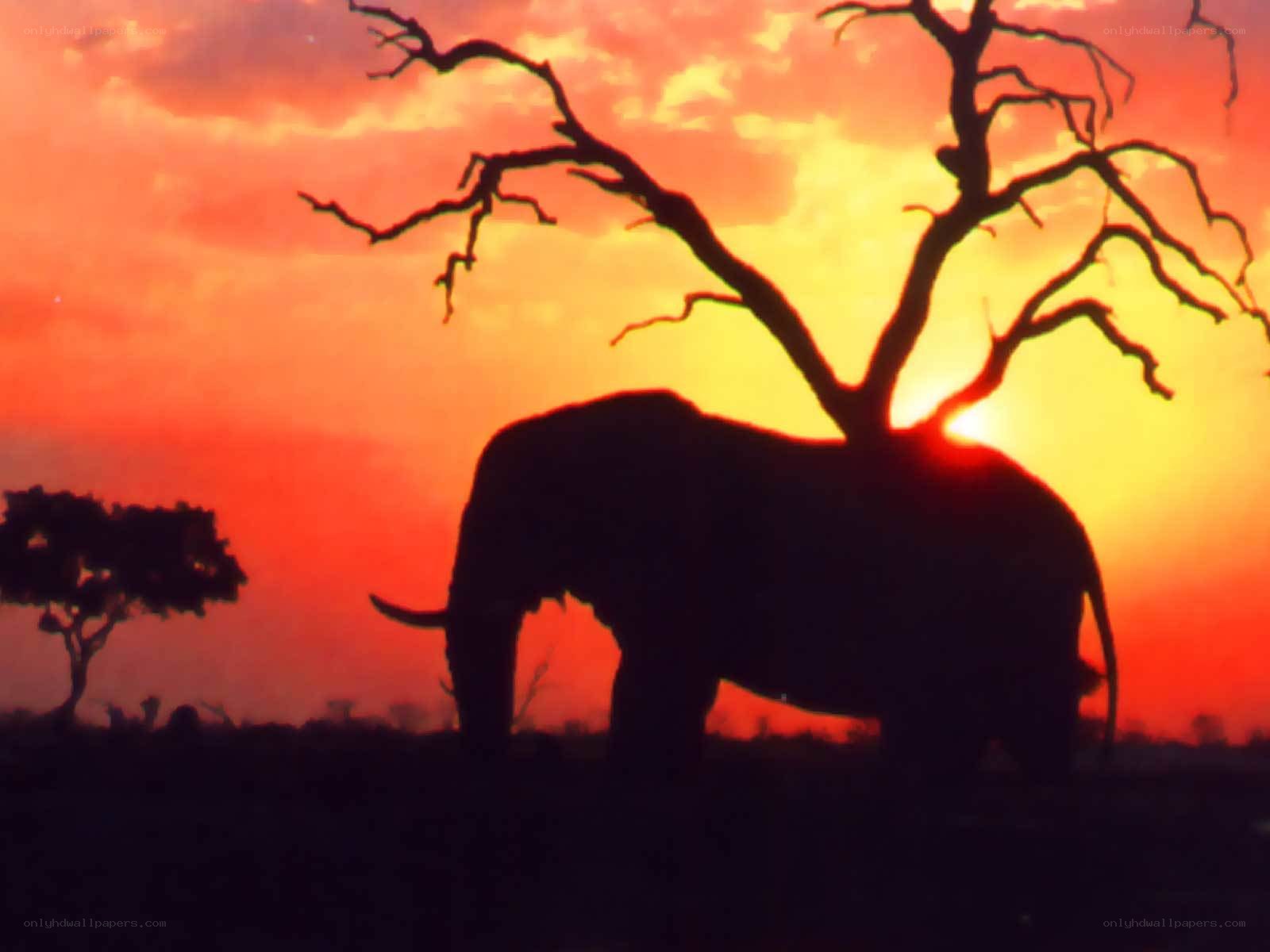 elephant silhouette at sunset