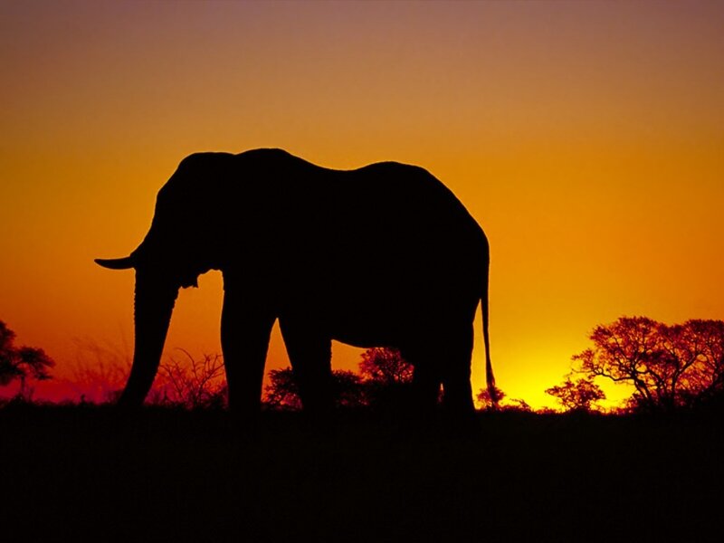 elephant silhouette at sunset