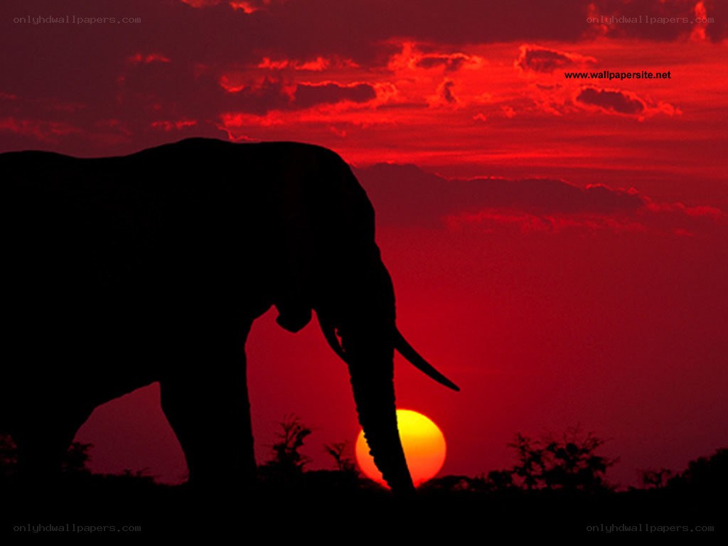 elephant silhouette at sunset