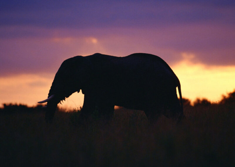 Elephant Silhouette — Purple