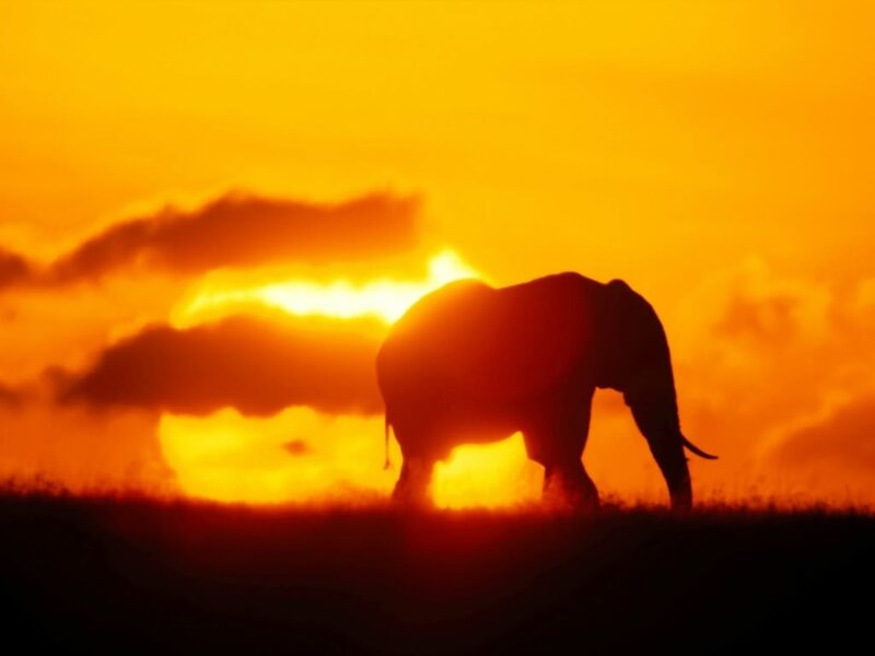 Elephant Silhouette