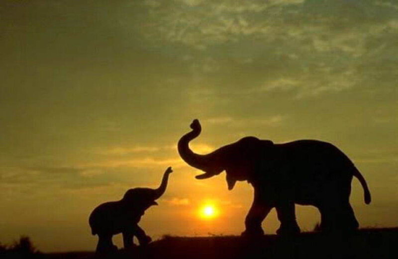 Elephant silhouettes at sunset