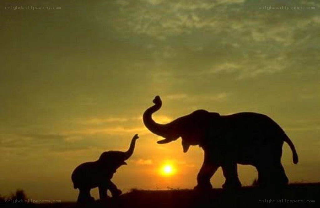 Elephant silhouettes at sunset