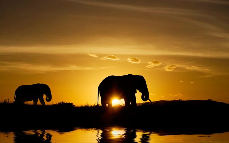 Elephant Silhouettes — Orange, Serene