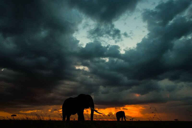 Elephant Silhouettes — Orange