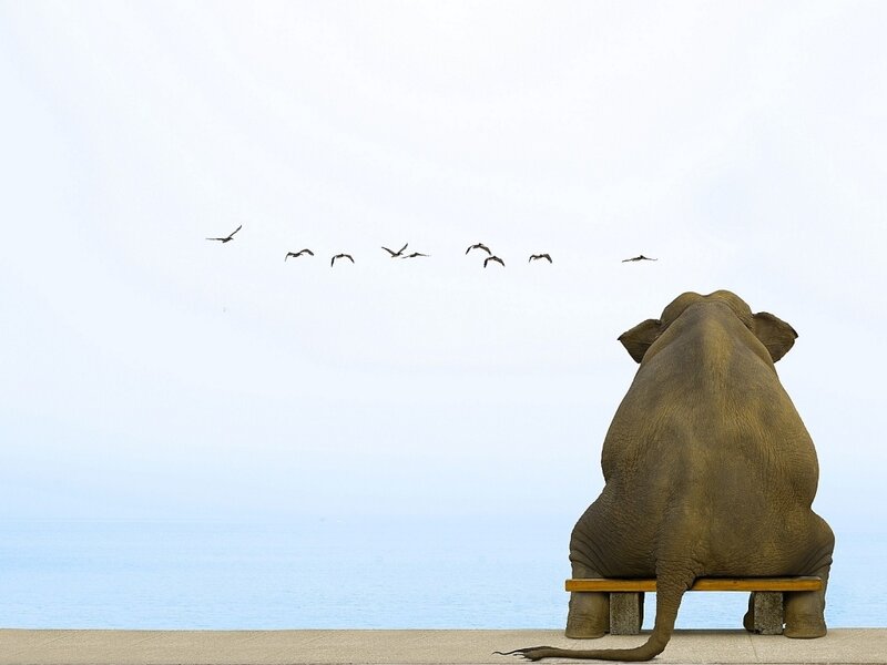 Elephant Sitting on Bench