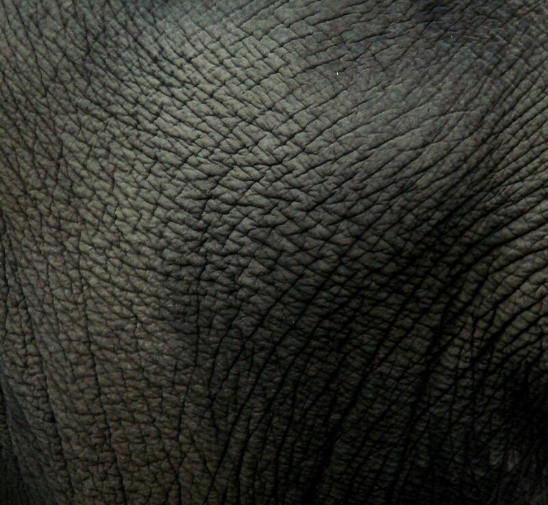 Elephant Skin Texture — Gray, Textured