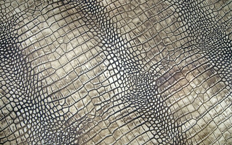 Elephant Skin Texture — Gray