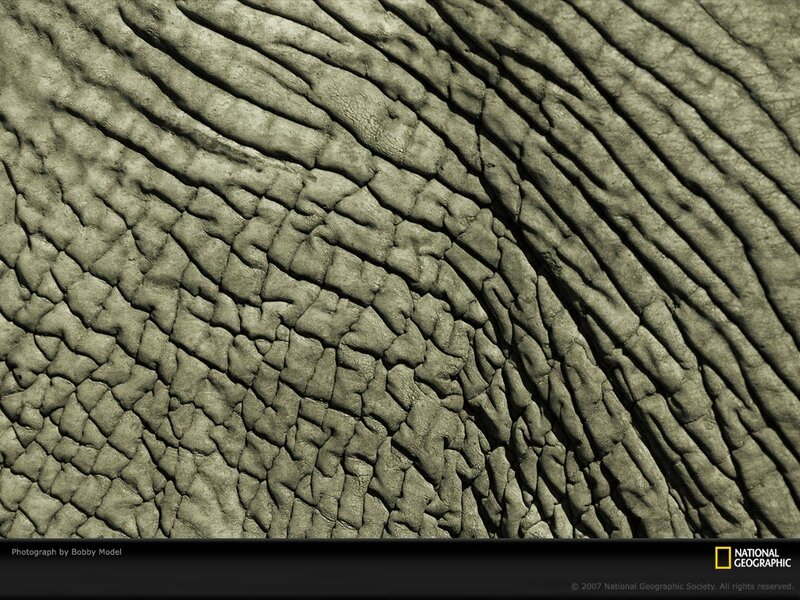 Elephant Skin Texture