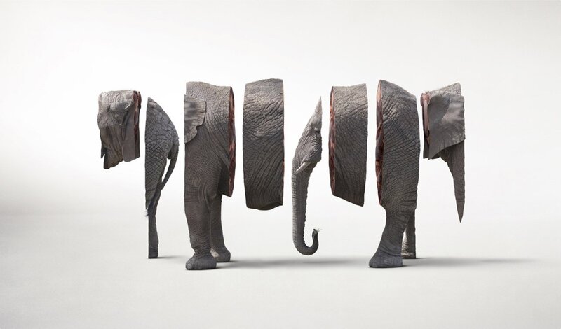 Elephant sliced into sections