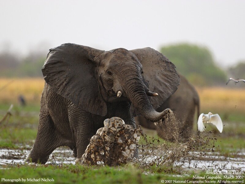Elephant splashing in mud