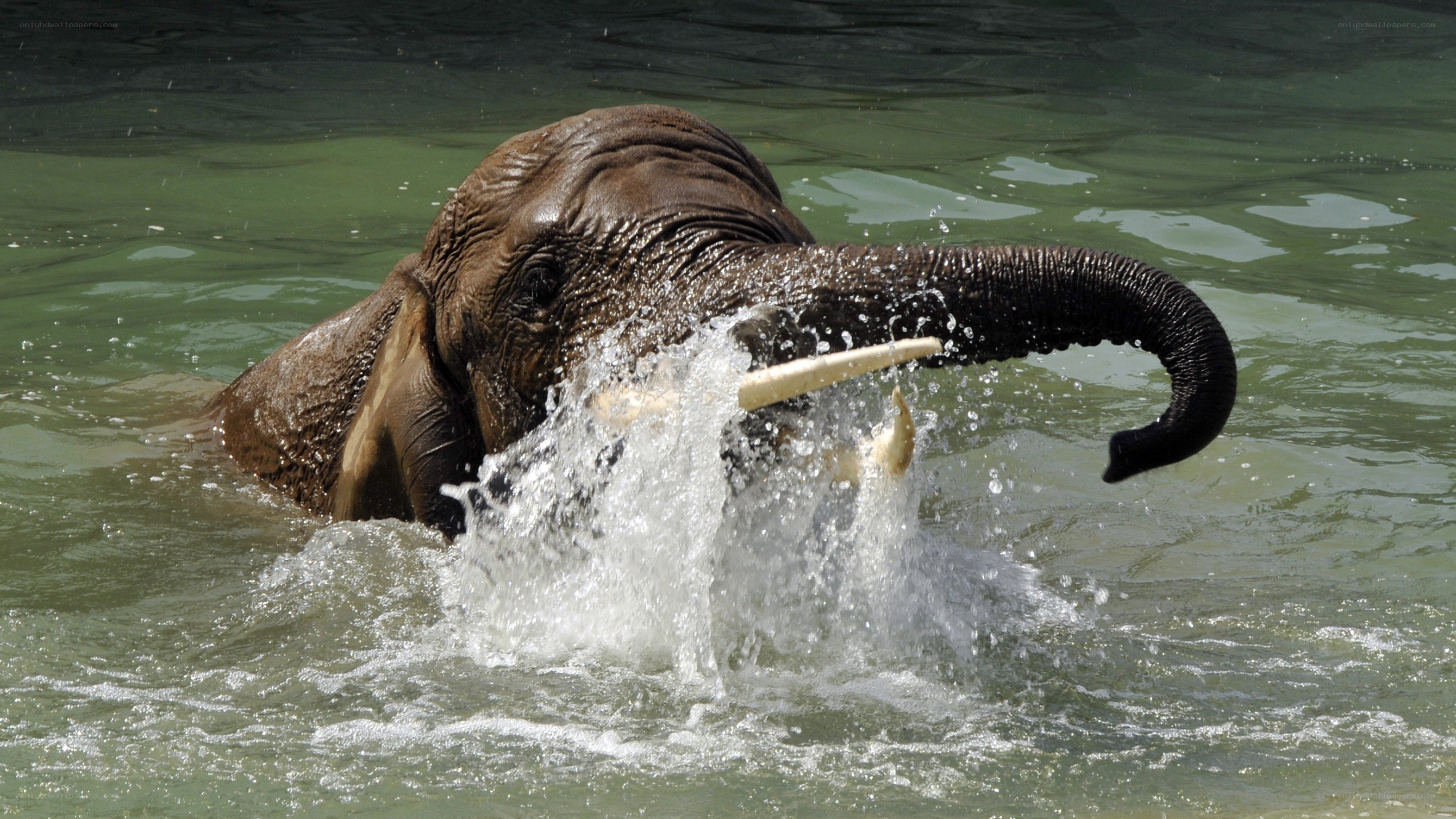 elephant splashing in water