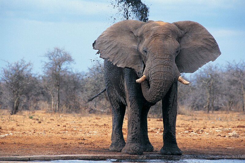 elephant splashing mud