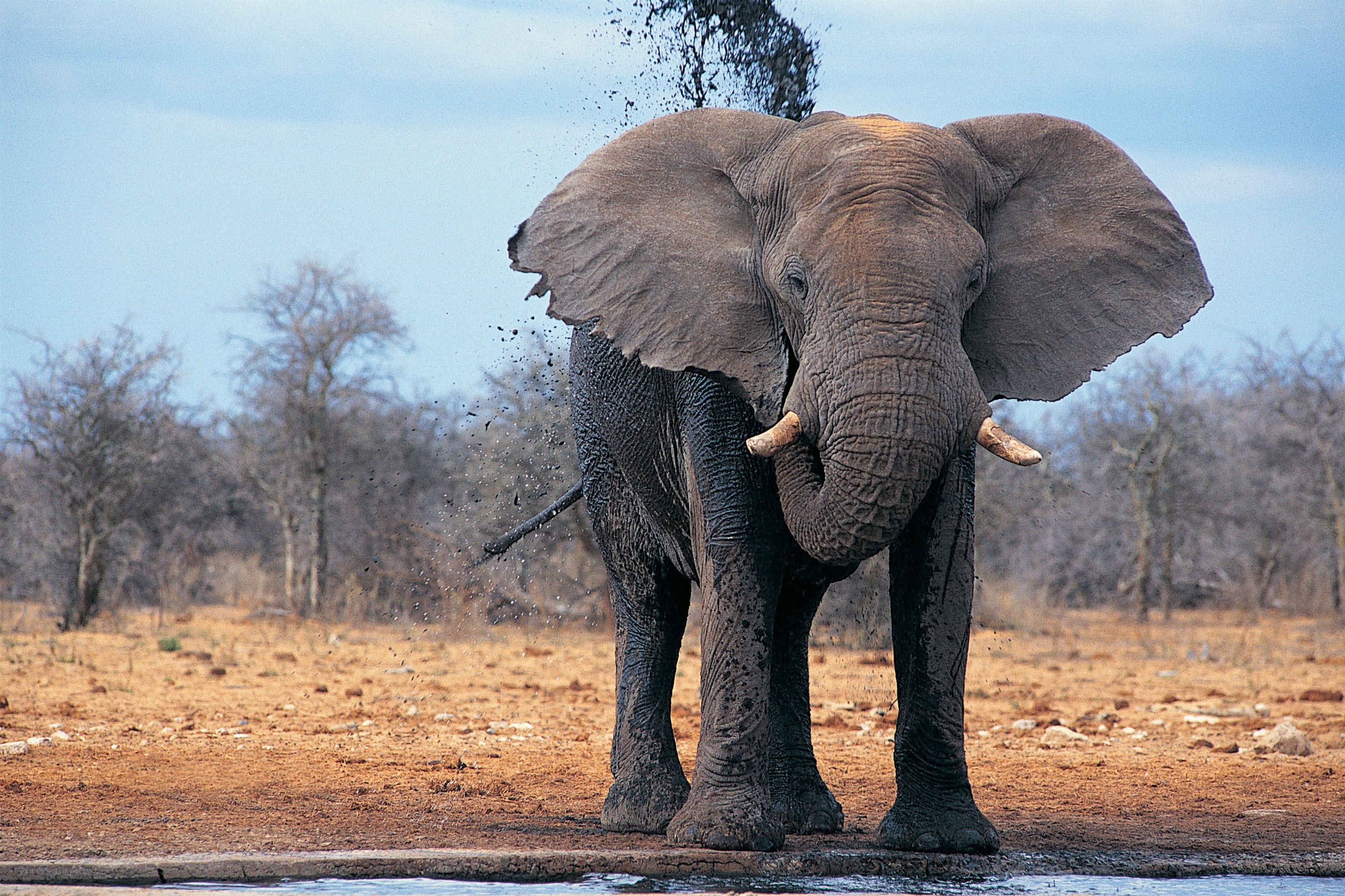 elephant splashing mud