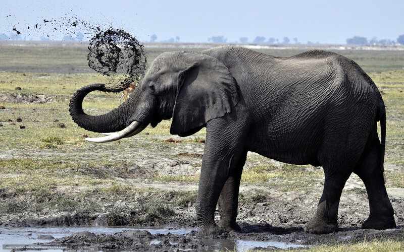 Elephant splashing mud