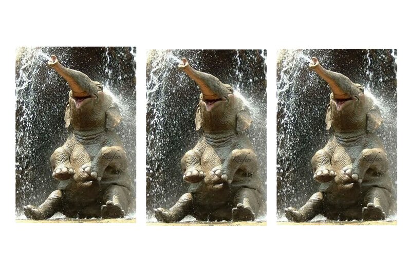 Elephant Spraying Water — Gray