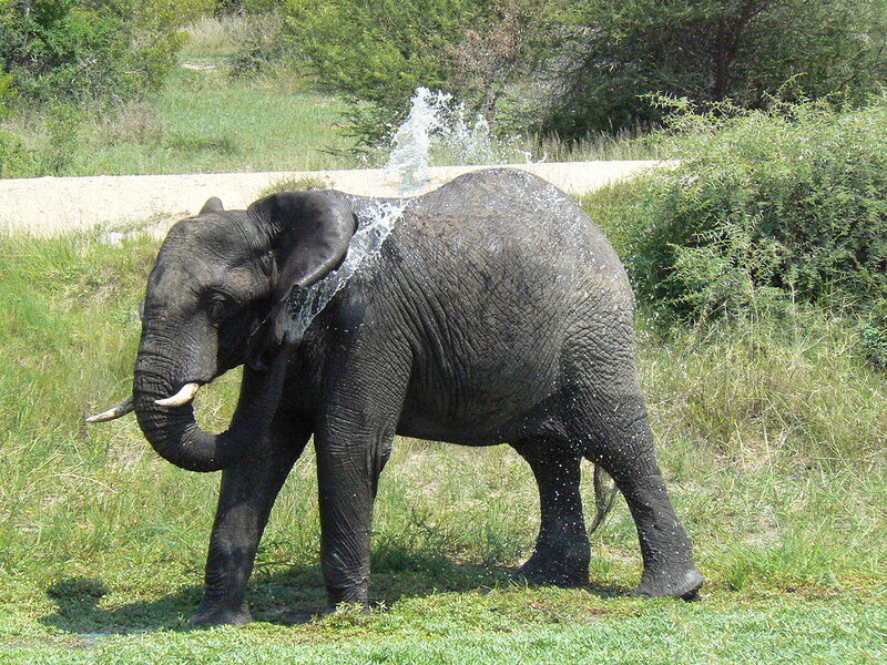Elephant Spraying Water — Green