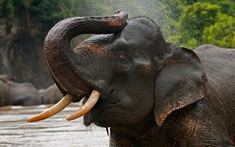 Elephant Spraying Water