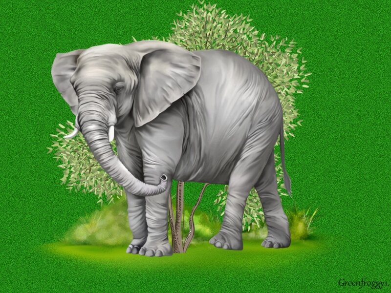 Elephant Standing in Grass