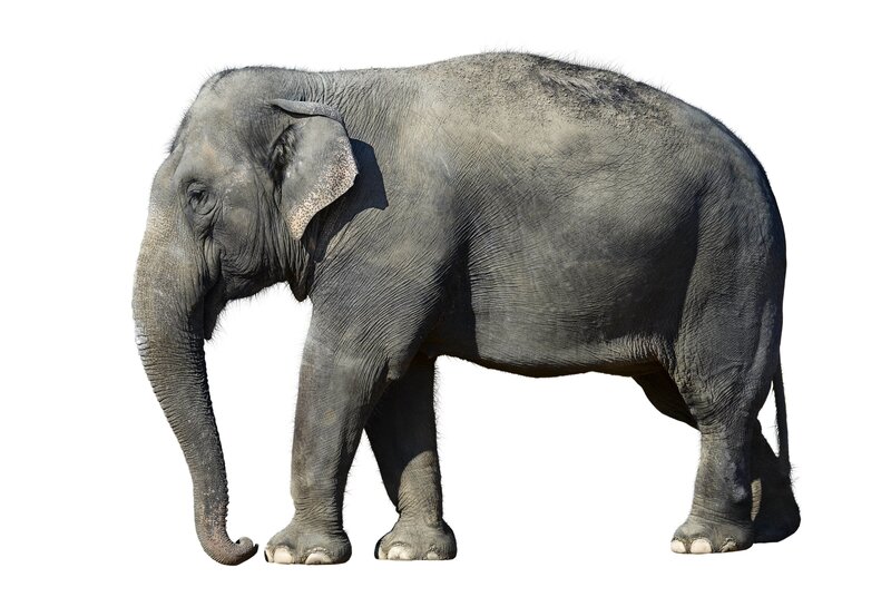 elephant standing in profile