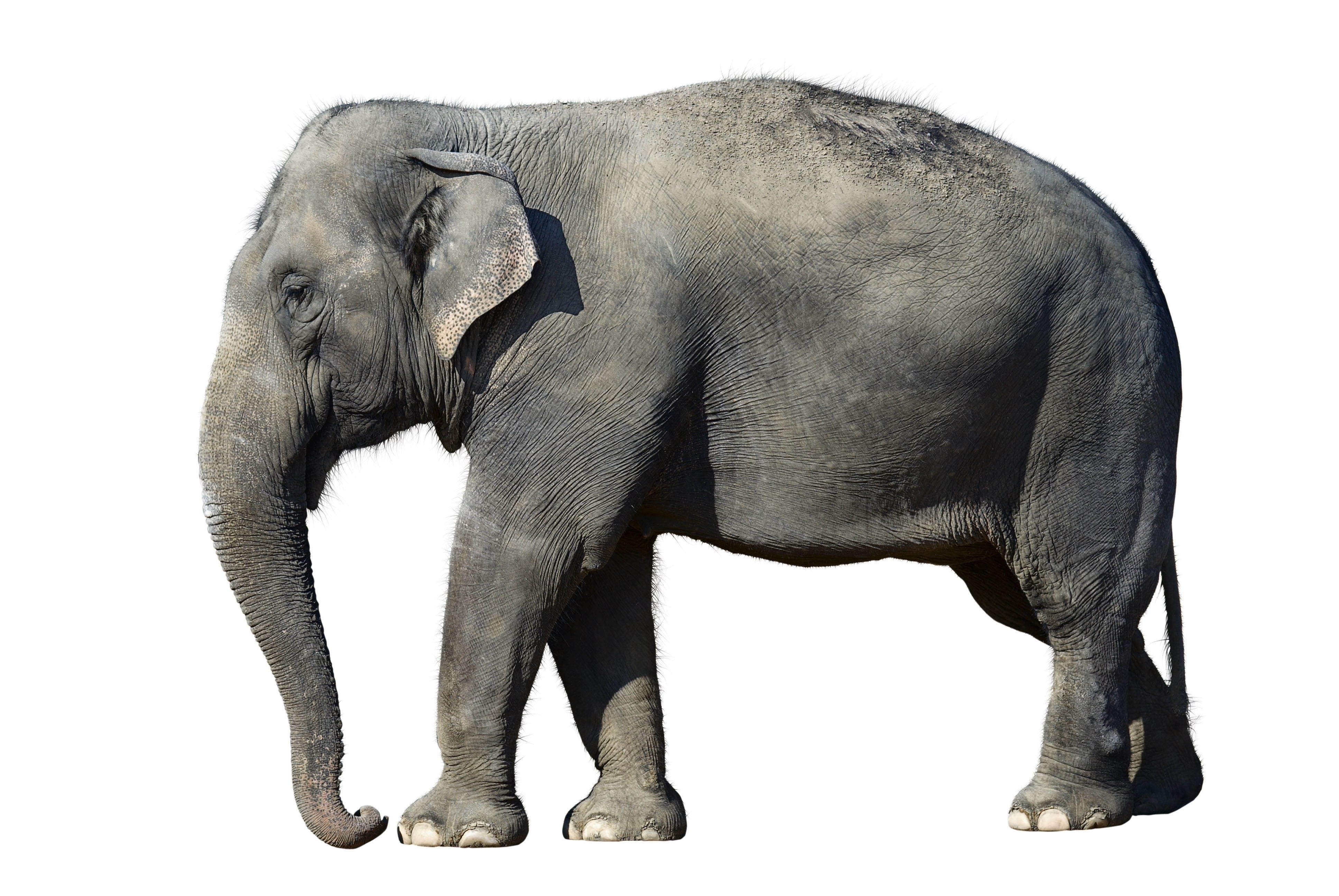 elephant standing in profile