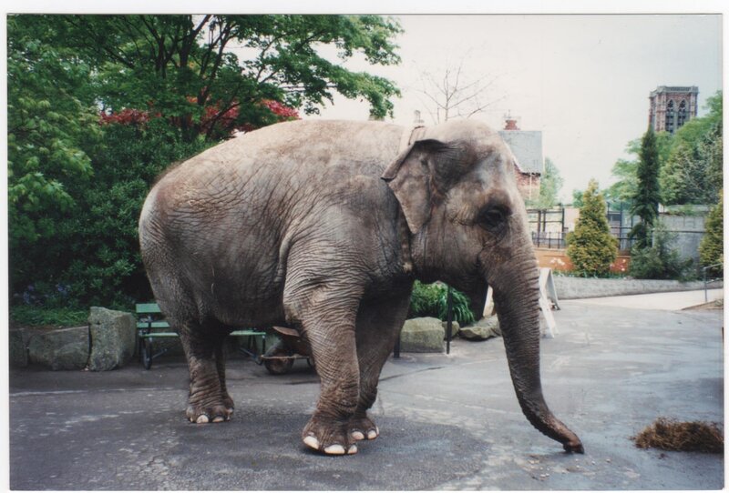 Elephant Standing on Pavement