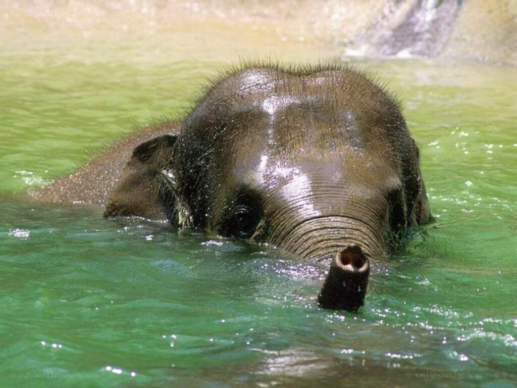 elephant swimming in water
