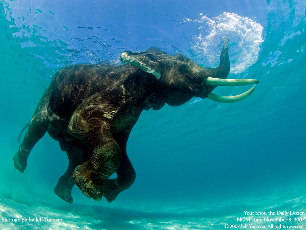 elephant swimming underwater