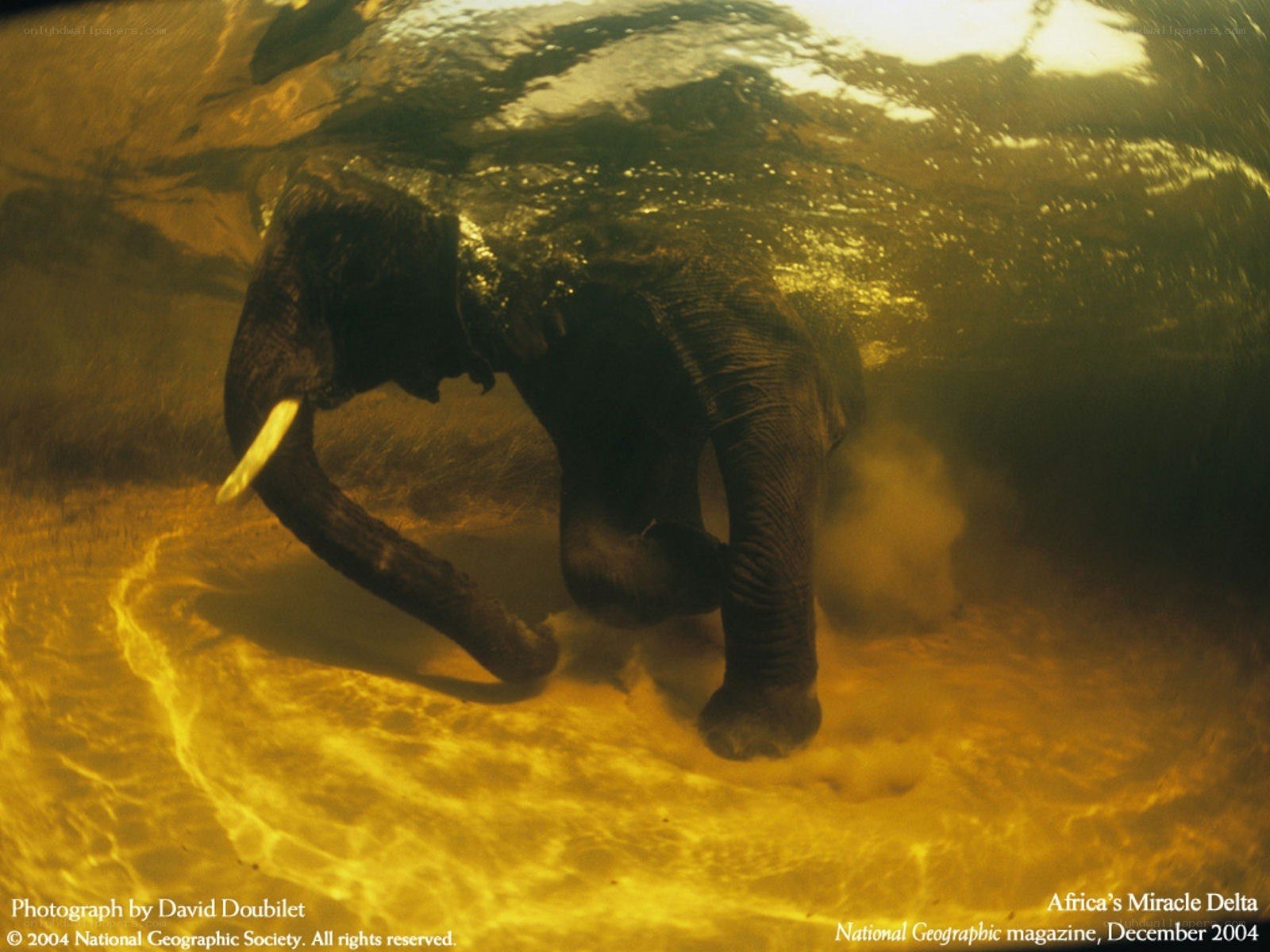 Elephant swimming underwater