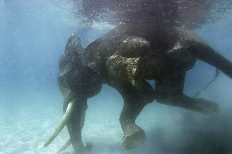 elephant swimming underwater