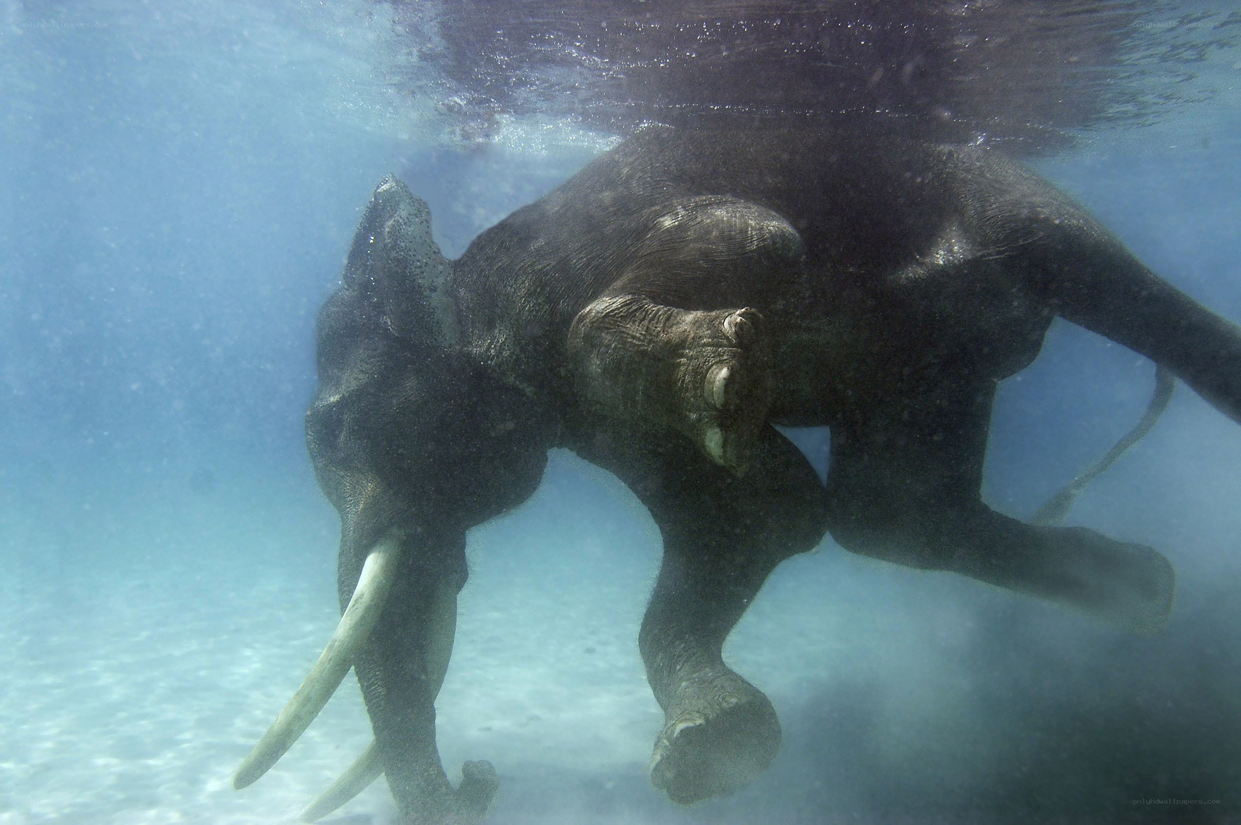 elephant swimming underwater