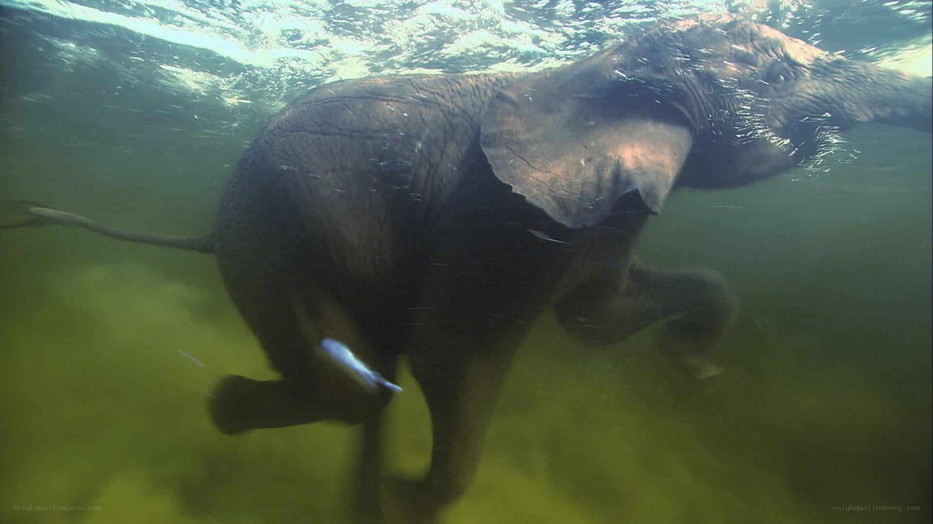 elephant swimming underwater