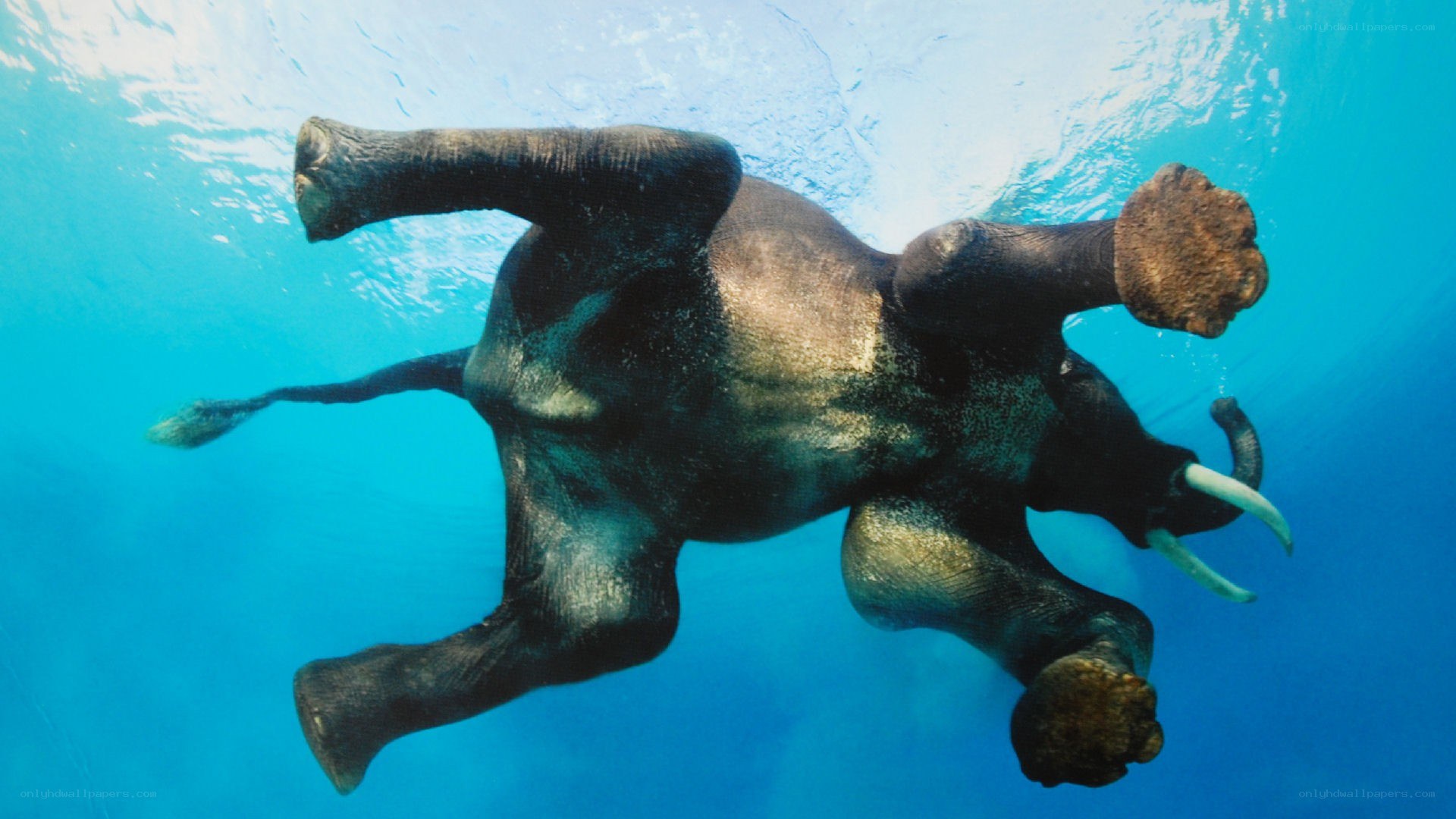 elephant swimming underwater