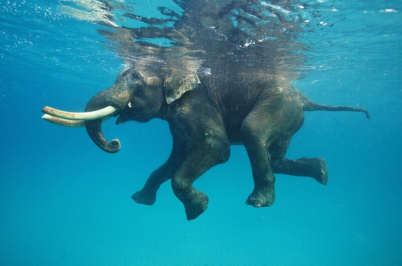 Elephant Swimming Underwater — Blue, Serene, Photograph