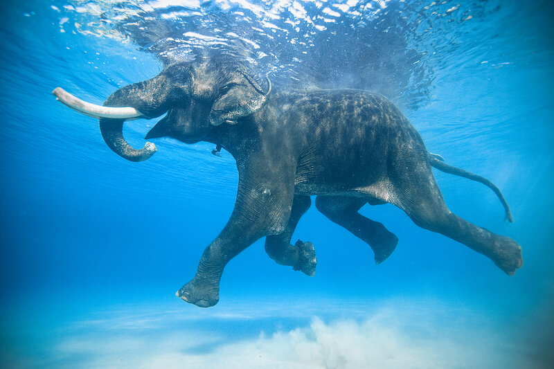 Elephant Swimming Underwater — Blue, Serene
