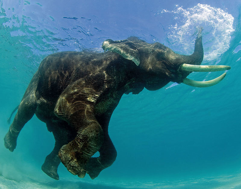 Elephant Swimming Underwater — Blue