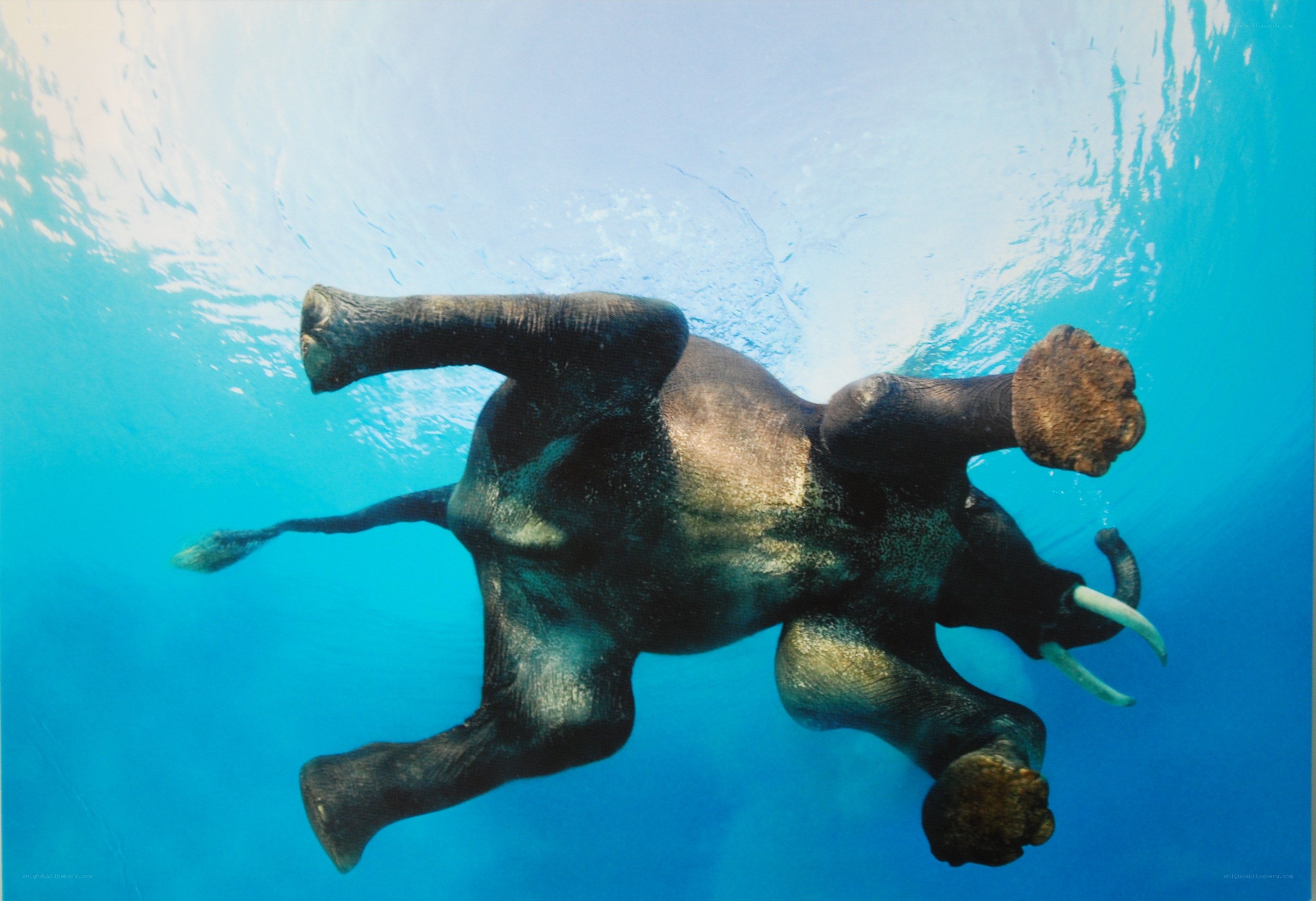 elephant swimming underwater