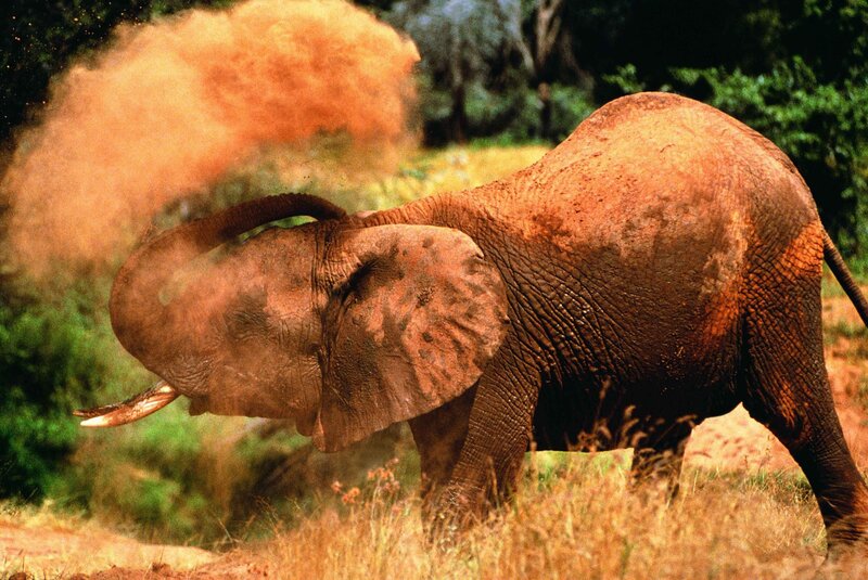 Elephant Throwing Dust — Brown