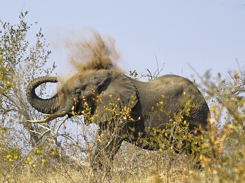 Elephant Throwing Dust
