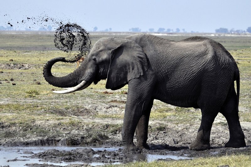 Elephant Throwing Mud — Gray, Natural