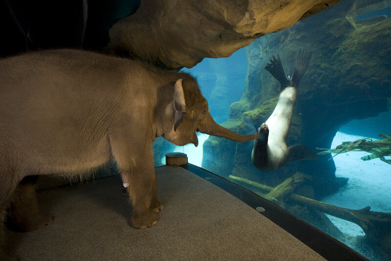 Elephant Touching Seal
