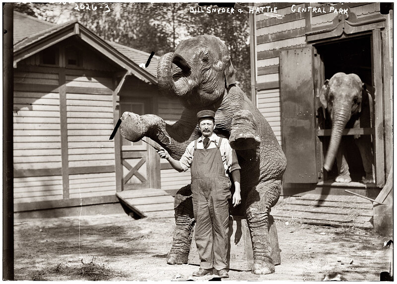 Elephant trainer with elephants