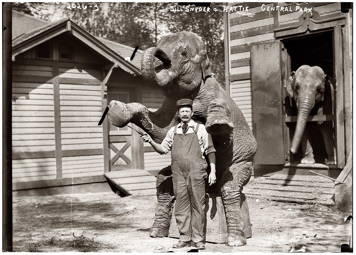 Elephant trainer with elephants