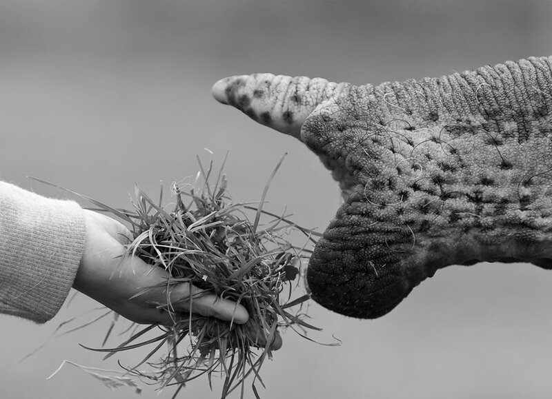Elephant Trunk and Hand