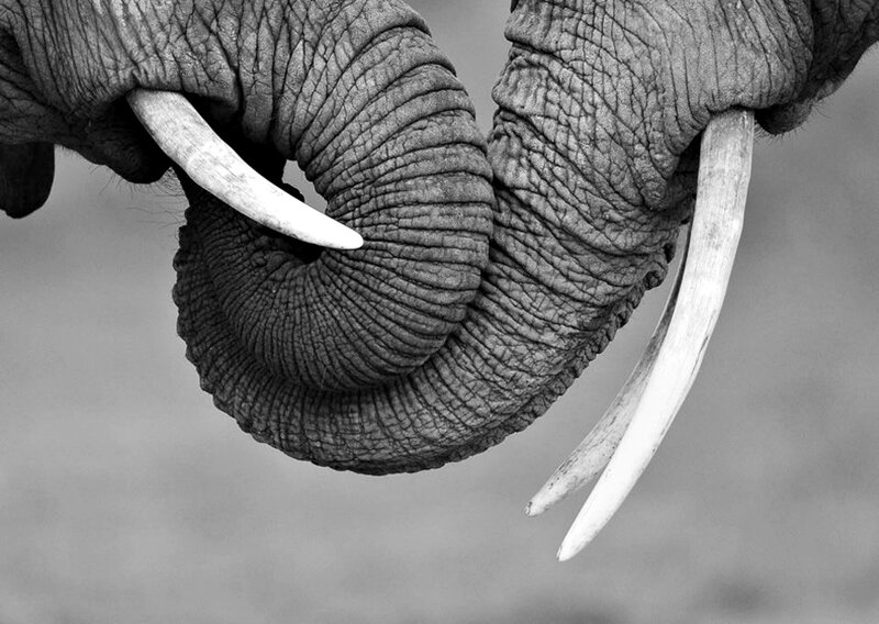 Elephant Trunk and Tusks