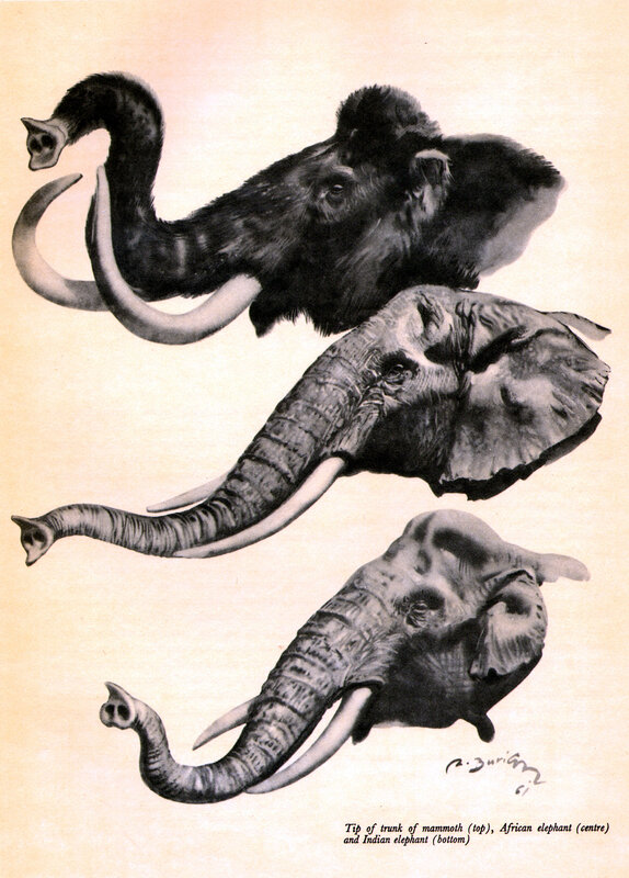 Elephant trunk comparison