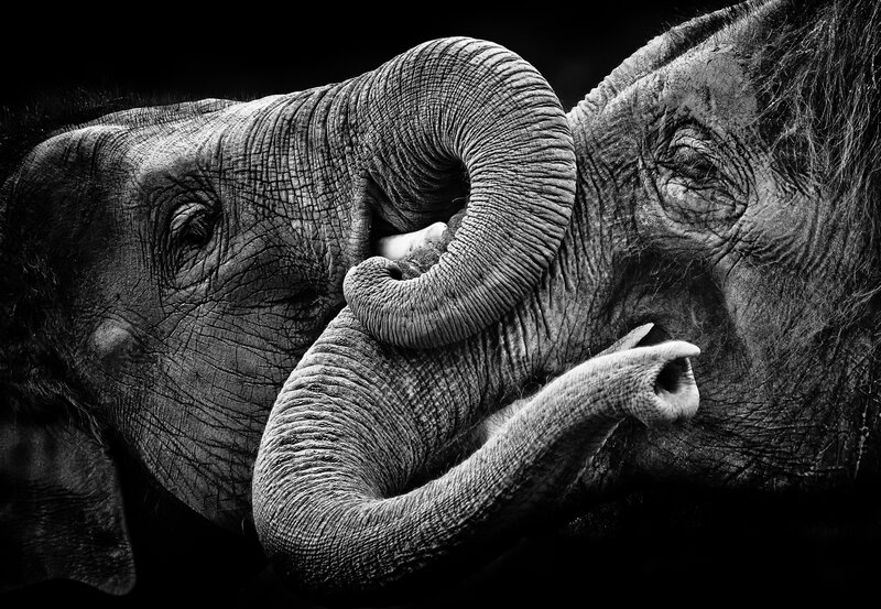 Elephant Trunk Interaction
