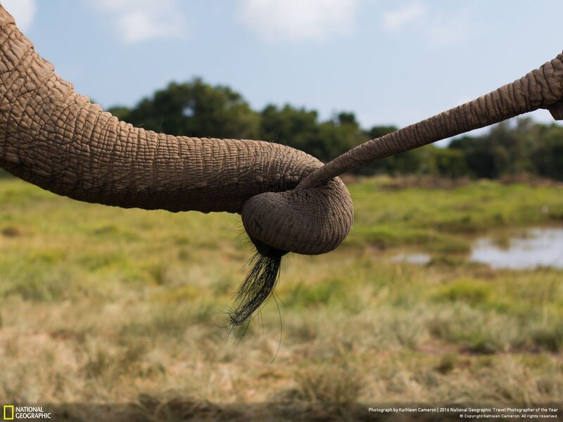 Elephant Trunks Touching