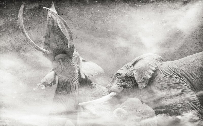 Elephant tusks clash in dust